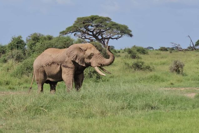2-Day Big Tusker Safari in Amboseli