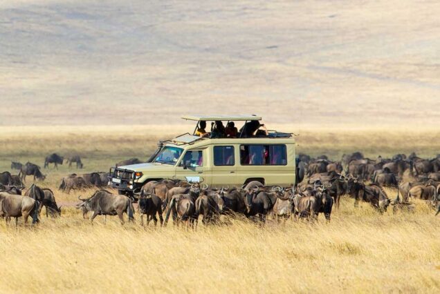 4 days Serengeti wildlife safari