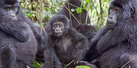 4-Day Road Safari to the Mountain Gorillas
