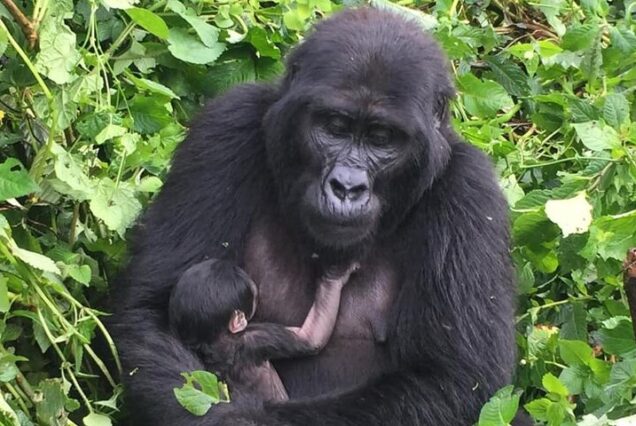 5-Day Uganda Wildlife & Gorilla Trekking Adventure