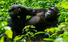 9-Day Uganda Wildlife and Nature Discovery Safari