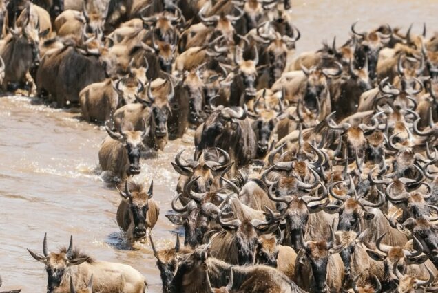 Kick Off AFCON 2027 with a Maasai Mara Safari Escape – 3 Days / 2 Nights